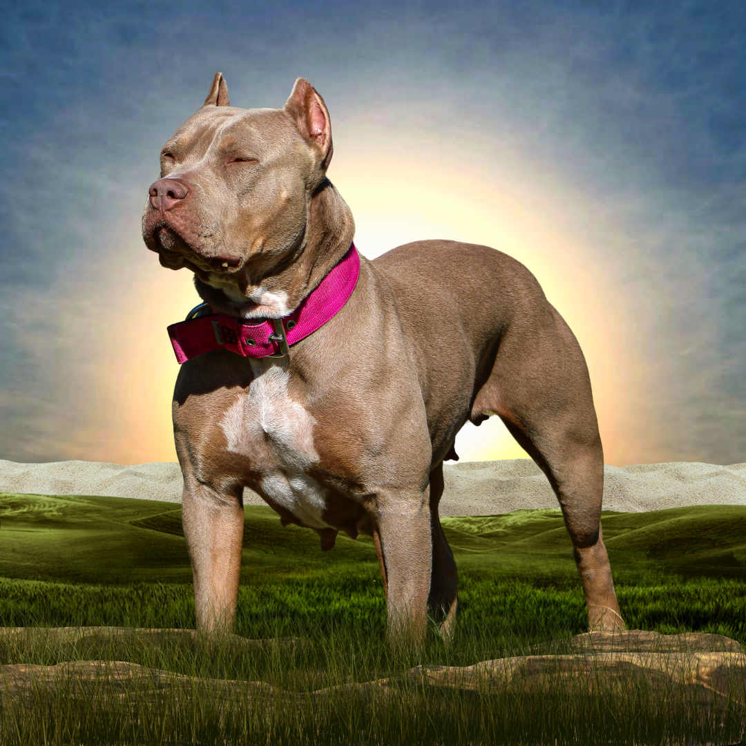 champagne xl american bully puppies for sale