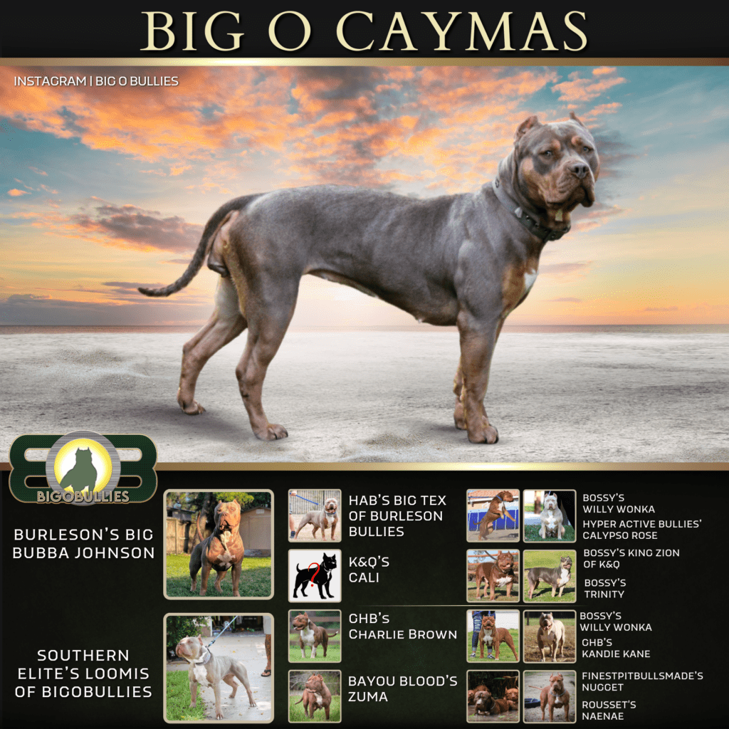 Big O Caymas pedigree