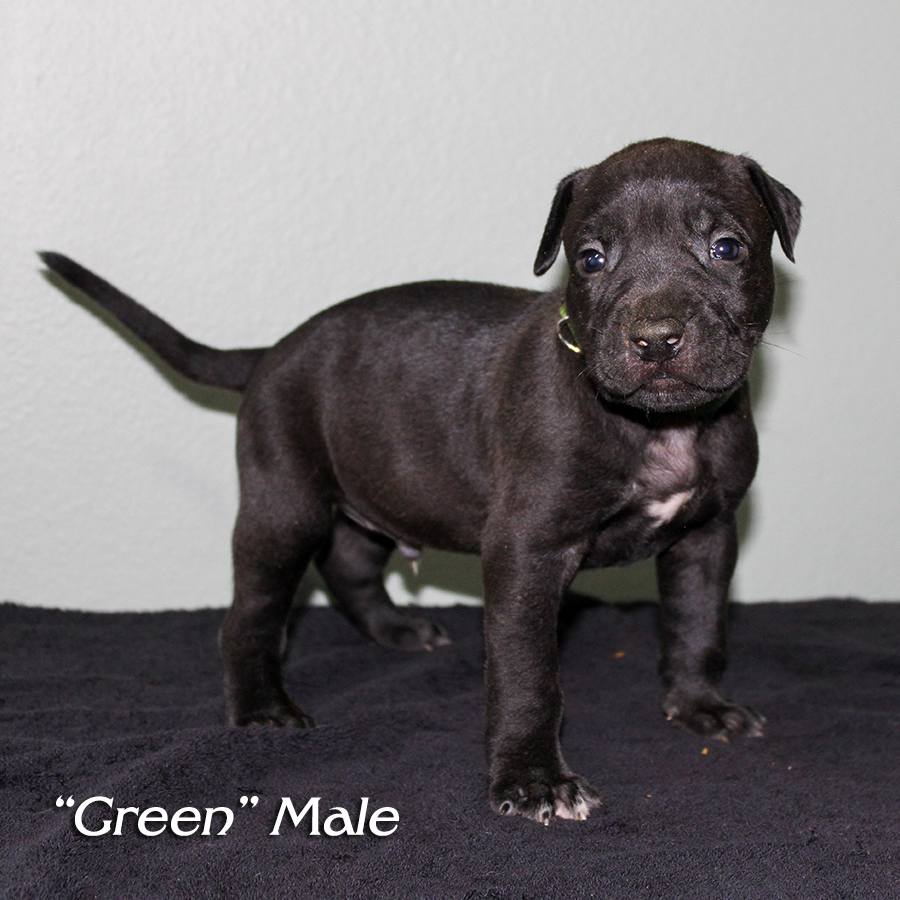 black bully pitbull xl puppies for sale near me south florida